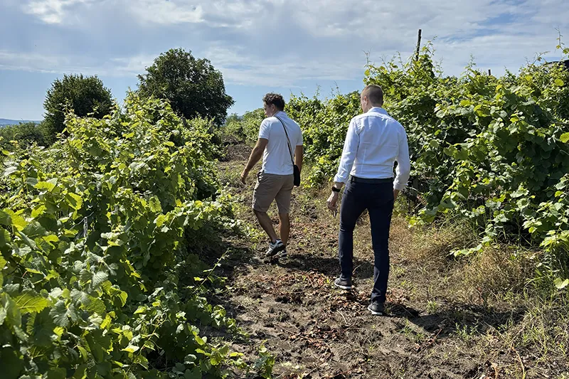 Consulenza agronomica
