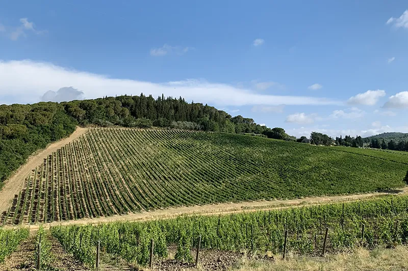Viticoltura di precisione